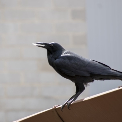Corvus coronoides (Australian Raven) at Holt, ACT - 6 Apr 2019 by Alison Milton