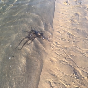 Octopus tetricus at Tomakin, NSW - 30 Oct 2018