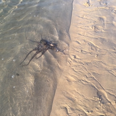 Octopus tetricus (Gloomy Octopus) at Tomakin, NSW - 30 Oct 2018 by LisaH
