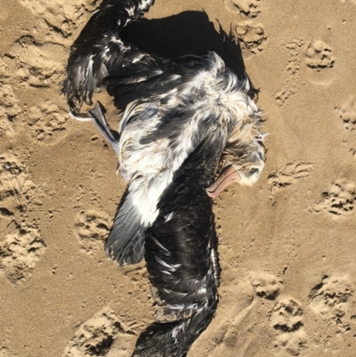 Thalassarche melanophris (Black-browed Albatross) at Broulee, NSW - 29 Oct 2018 by LisaH