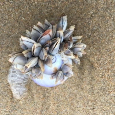 Janthina janthina (Violet Sea Snail) at Broulee Moruya Nature Observation Area - 29 Oct 2018 by LisaH