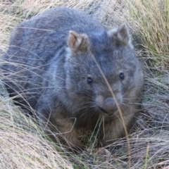Vombatus ursinus (Common wombat, Bare-nosed Wombat) at QPRC LGA - 4 Jul 2018 by LisaH