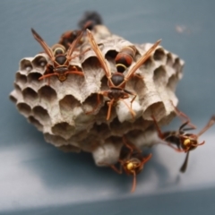 Polistes (Polistella) humilis (Common Paper Wasp) at Moruya, NSW - 18 Dec 2017 by LisaH