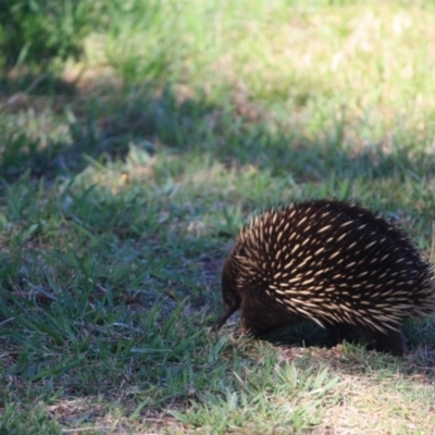 Tachyglossus aculeatus (Short-beaked Echidna) at Moruya, NSW - 26 Nov 2017 by LisaH
