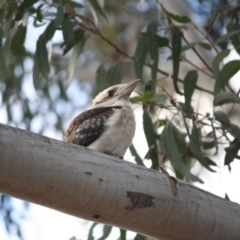 Dacelo novaeguineae (Laughing Kookaburra) at Hughes Grassy Woodland - 26 Sep 2018 by LisaH