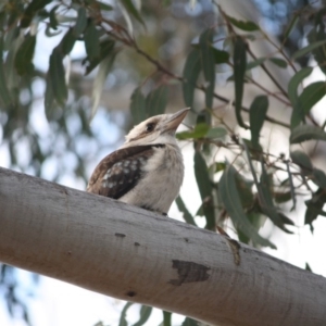 Dacelo novaeguineae at Hughes, ACT - 26 Sep 2018 07:12 PM