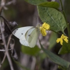 Pieris rapae (Cabbage White) at Lake Ginninderra - 6 Apr 2019 by AlisonMilton