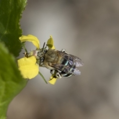 Amegilla sp. (genus) (Blue Banded Bee) at Belconnen, ACT - 6 Apr 2019 by AlisonMilton