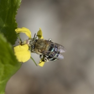 Amegilla sp. (genus) at Belconnen, ACT - 6 Apr 2019