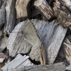 Zizina otis (Common Grass-Blue) at Lake Ginninderra - 6 Apr 2019 by AlisonMilton