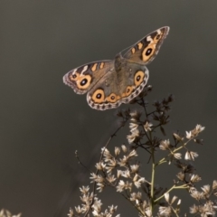 Junonia villida (Meadow Argus) at The Pinnacle - 10 Apr 2019 by AlisonMilton