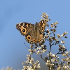 Junonia villida at Dunlop, ACT - 10 Apr 2019