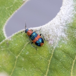 Dicranolaius bellulus at Belconnen, ACT - 6 Apr 2019 02:26 PM