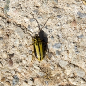 Xanthogaleruca luteola at Belconnen, ACT - 6 Apr 2019