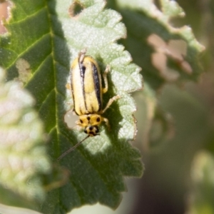 Xanthogaleruca luteola at Belconnen, ACT - 6 Apr 2019