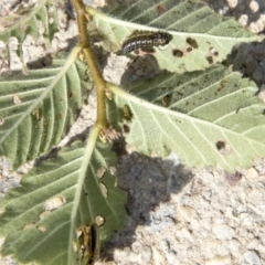 Xanthogaleruca luteola at Belconnen, ACT - 6 Apr 2019