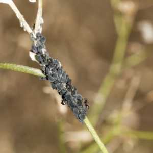 Aphididae (family) at Belconnen, ACT - 8 Apr 2019 01:38 PM