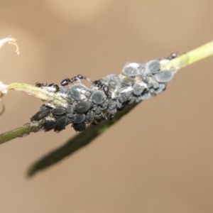 Aphididae (family) at Belconnen, ACT - 8 Apr 2019 01:38 PM