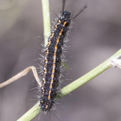 Nyctemera amicus (Senecio Moth, Magpie Moth, Cineraria Moth) at Belconnen, ACT - 8 Apr 2019 by AlisonMilton