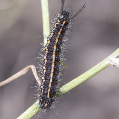 Nyctemera amicus (Senecio Moth, Magpie Moth, Cineraria Moth) at Lake Ginninderra - 8 Apr 2019 by AlisonMilton