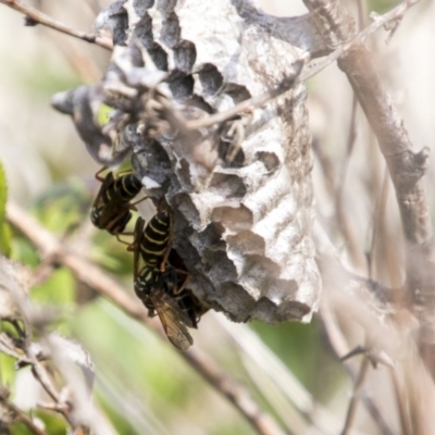 Polistes (Polistes) chinensis (Asian paper wasp) at Lake Ginninderra - 6 Apr 2019 by AlisonMilton