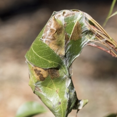 Dichocrocis clytusalis (Kurrajong Leaf-tier, Kurrajong Bag Moth) at The Pinnacle - 10 Apr 2019 by AlisonMilton