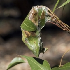 Dichocrocis clytusalis at Hawker, ACT - 10 Apr 2019 11:52 AM