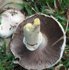 Agaricus sp. (Agaricus) at Mirador, NSW - 10 Apr 2019 by hynesker1234