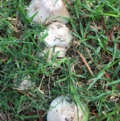 Agaricus sp. at Mirador, NSW - 10 Apr 2019