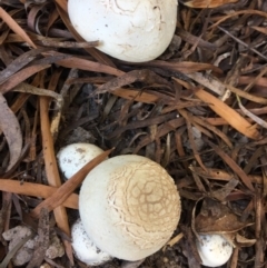 Unverified Fungus at Mirador, NSW - 10 Apr 2019 by hynesker1234