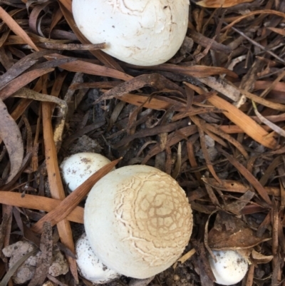 Unverified Fungus at Mirador, NSW - 10 Apr 2019 by hynesker1234
