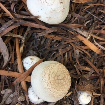 Unidentified Fungus at Mirador, NSW - 10 Apr 2019 by hynesker1234