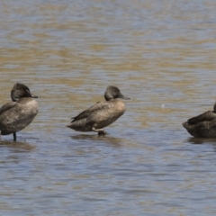 Stictonetta naevosa (Freckled Duck) at Illilanga & Baroona - 25 Feb 2019 by Illilanga