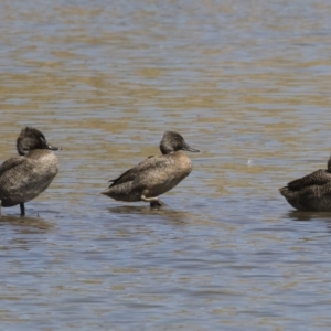 Stictonetta naevosa at Michelago, NSW - 25 Feb 2019