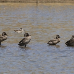 Stictonetta naevosa at Michelago, NSW - 25 Feb 2019