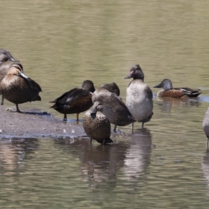 Stictonetta naevosa at Michelago, NSW - 25 Feb 2019