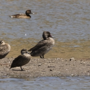 Stictonetta naevosa at Michelago, NSW - 25 Feb 2019