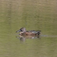 Spatula rhynchotis (Australasian Shoveler) at Illilanga & Baroona - 24 Feb 2019 by Illilanga