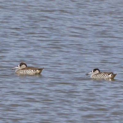 Malacorhynchus membranaceus (Pink-eared Duck) at Illilanga & Baroona - 25 Feb 2019 by Illilanga