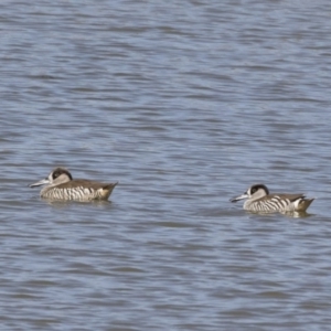 Malacorhynchus membranaceus at Michelago, NSW - 25 Feb 2019