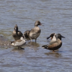 Malacorhynchus membranaceus at Michelago, NSW - 25 Feb 2019