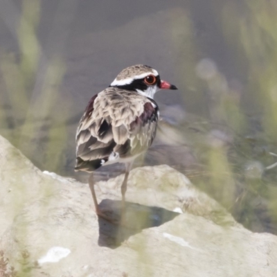 Charadrius melanops (Black-fronted Dotterel) at Illilanga & Baroona - 24 Feb 2019 by Illilanga