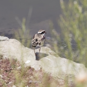 Charadrius melanops at Michelago, NSW - 25 Feb 2019 10:41 AM