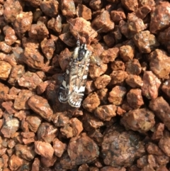 Apina callisto (Pasture Day Moth) at Wright, ACT - 11 Apr 2019 by Simmo