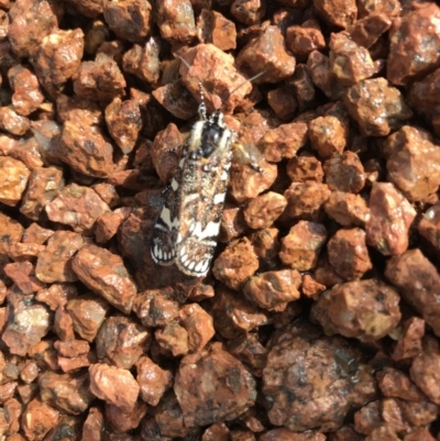 Apina callisto (Pasture Day Moth) at Wright, ACT - 11 Apr 2019 by Simmo