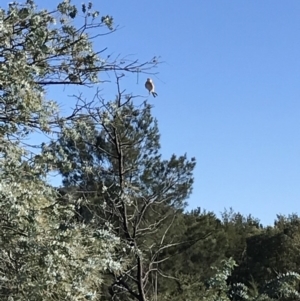 Falco cenchroides at Duffy, ACT - 10 Apr 2019 09:15 AM