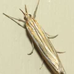 Hednota species near grammellus (Pyralid or snout moth) at Evatt, ACT - 10 Mar 2019 by TimL