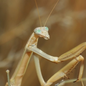 Tenodera australasiae at Hackett, ACT - 12 Mar 2019 12:40 PM