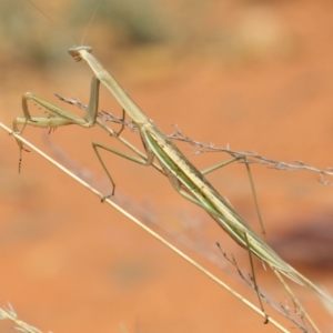 Tenodera australasiae at Hackett, ACT - 12 Mar 2019 12:40 PM