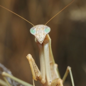 Tenodera australasiae at Hackett, ACT - 12 Mar 2019 12:40 PM